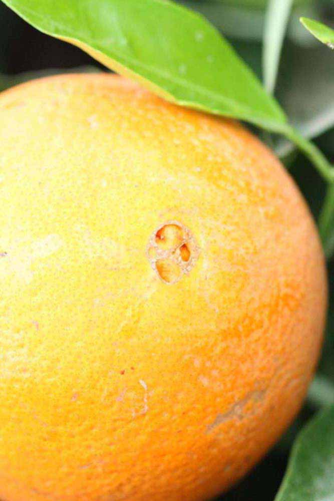            Fruit (Riverside, CA)   